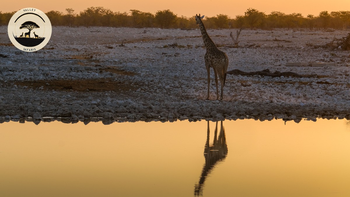Safari Packing List for Women: The Complete Guide - photo 1