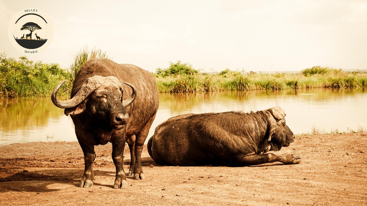 Safari Packing List for Women: The Complete Guide - photo 2