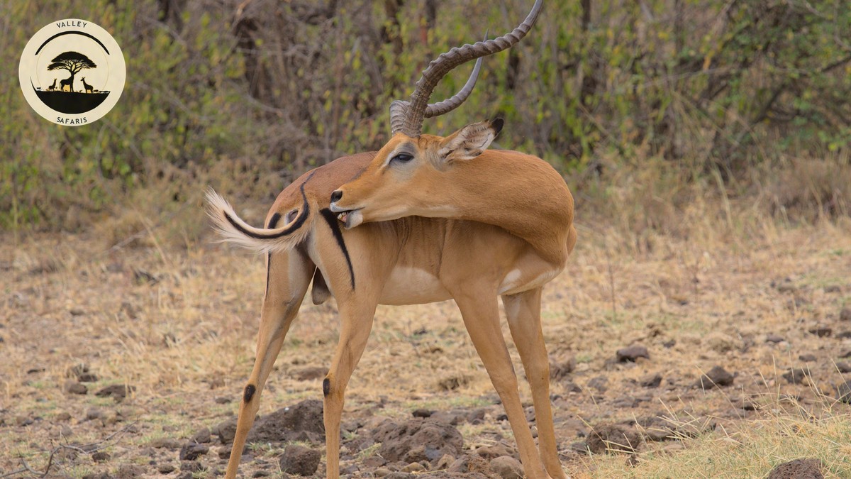 Safari Payment Plan Installment Options in Kenya - photo 2