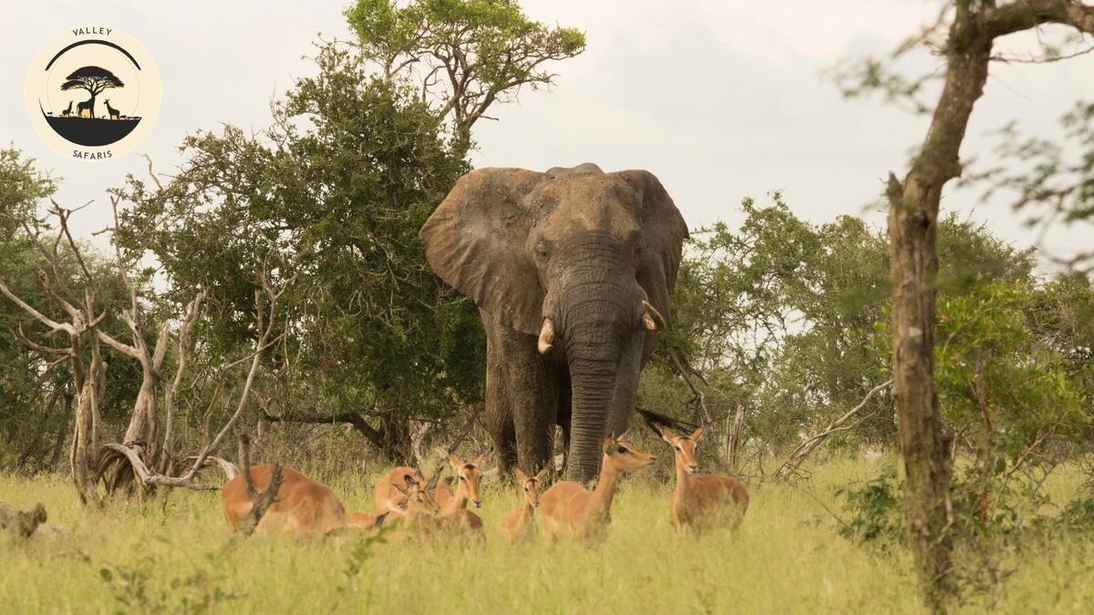Safari Payment Plans and Installments in Kenya