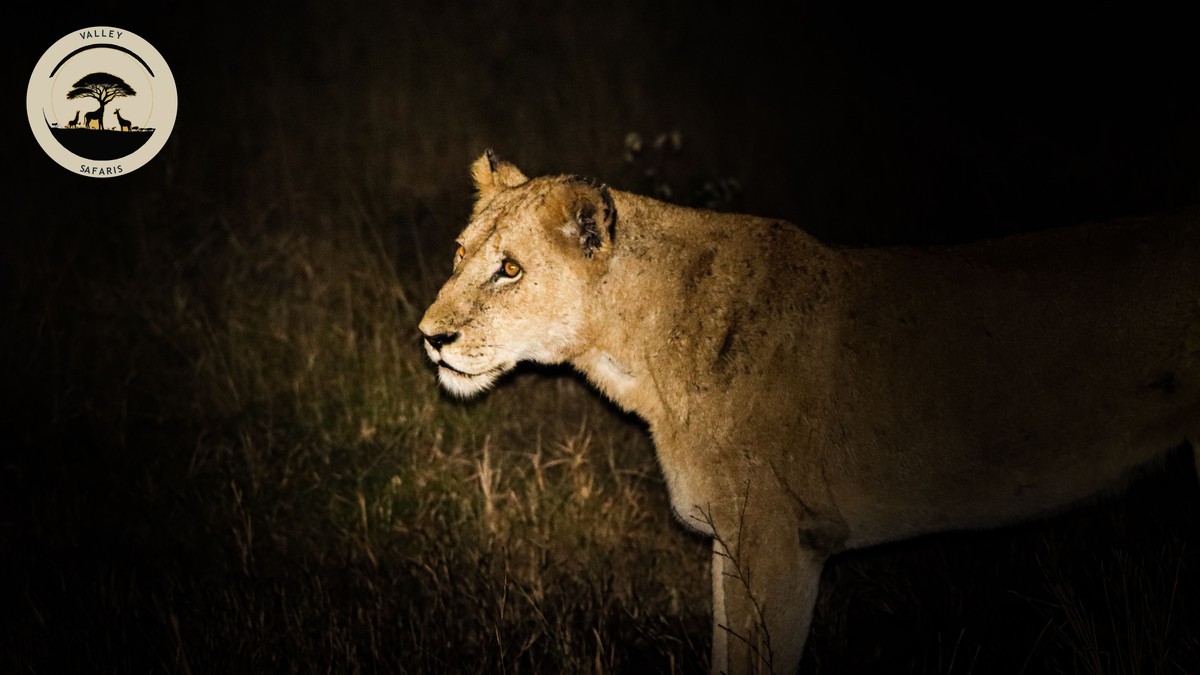 Safari Tent Safety at Night: Is It Safe With Predators?