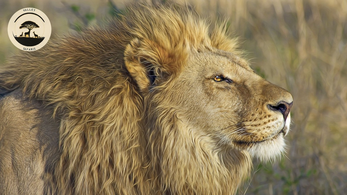 How to Spot Safari Tour Scam Red Flags Before You Pay - photo 1