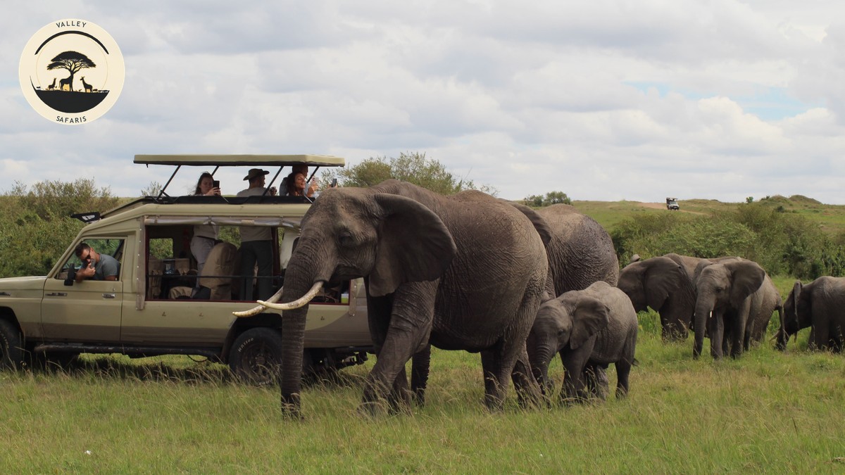 How to Spot Safari Tour Scam Red Flags Before You Pay - photo 2
