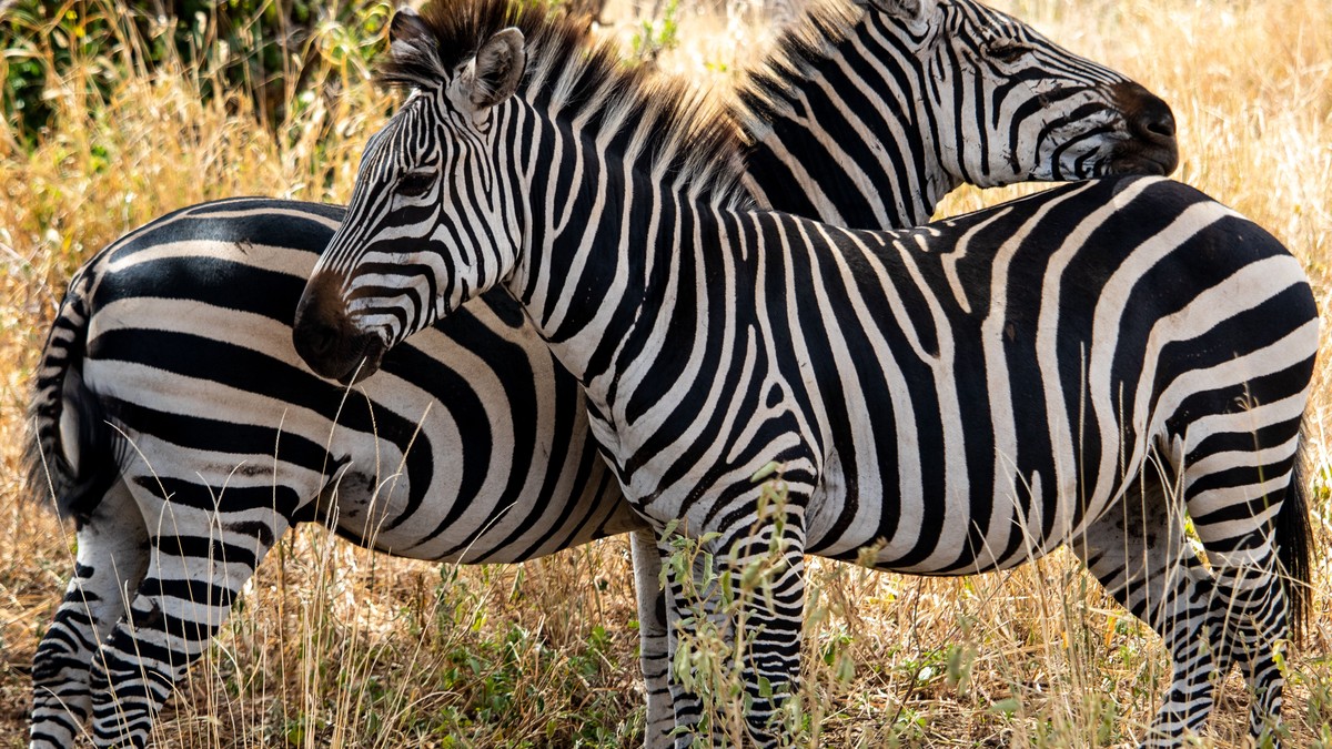 Car Seat for a Safari Vehicle in Kenya? Baby Guide