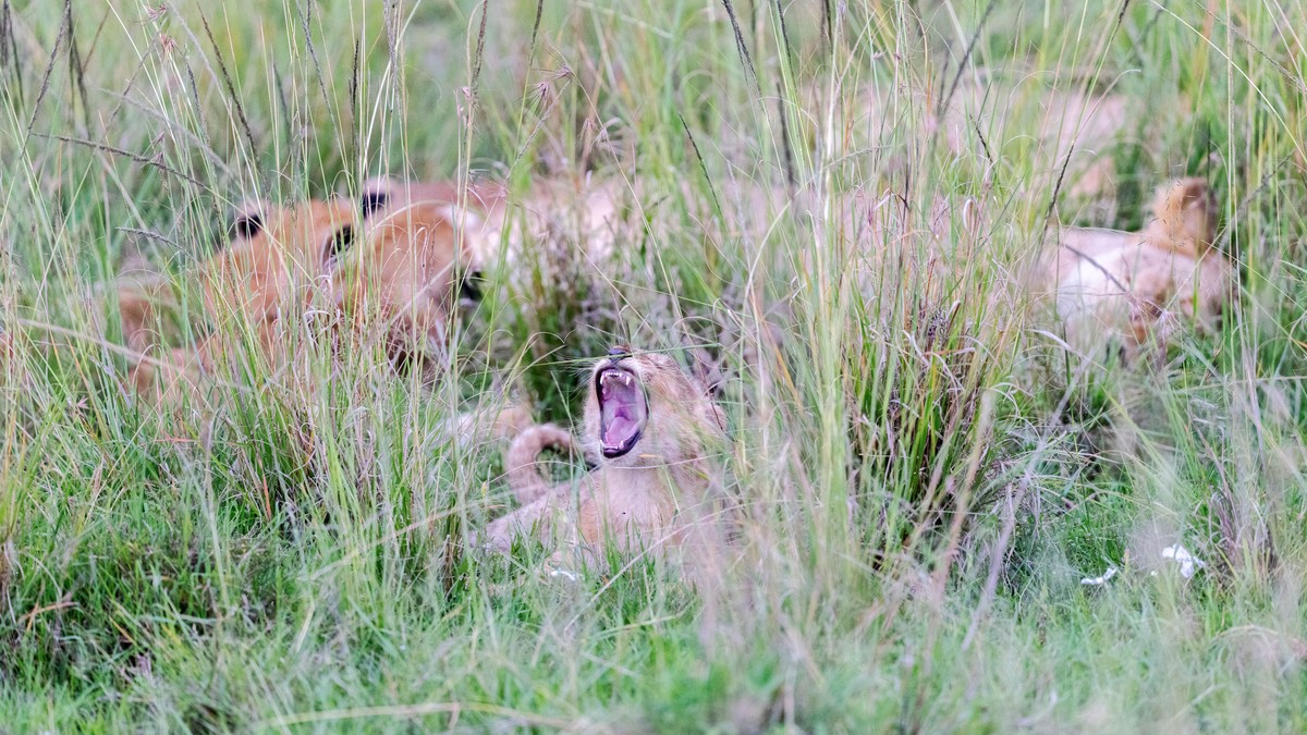 Car Seat for a Safari Vehicle in Kenya? Baby Guide - photo 2