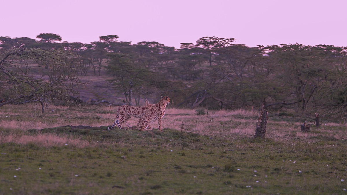 Safari Vehicle Pop Up Roof vs Van: Which to Book? - photo 1