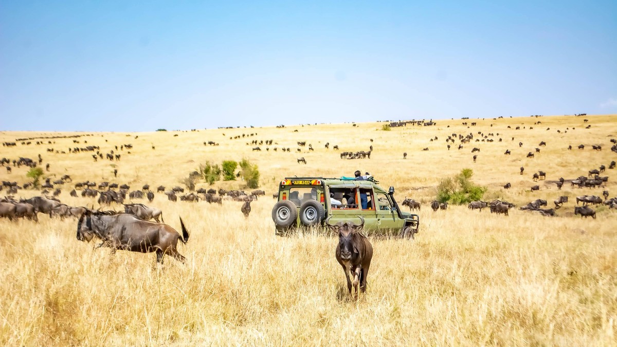Safari Vehicle Pop Up Roof vs Van: Which to Book? - photo 2