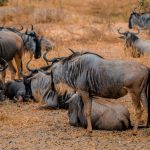 Safari Vehicle Types: Land Cruiser vs Minivan Kenya