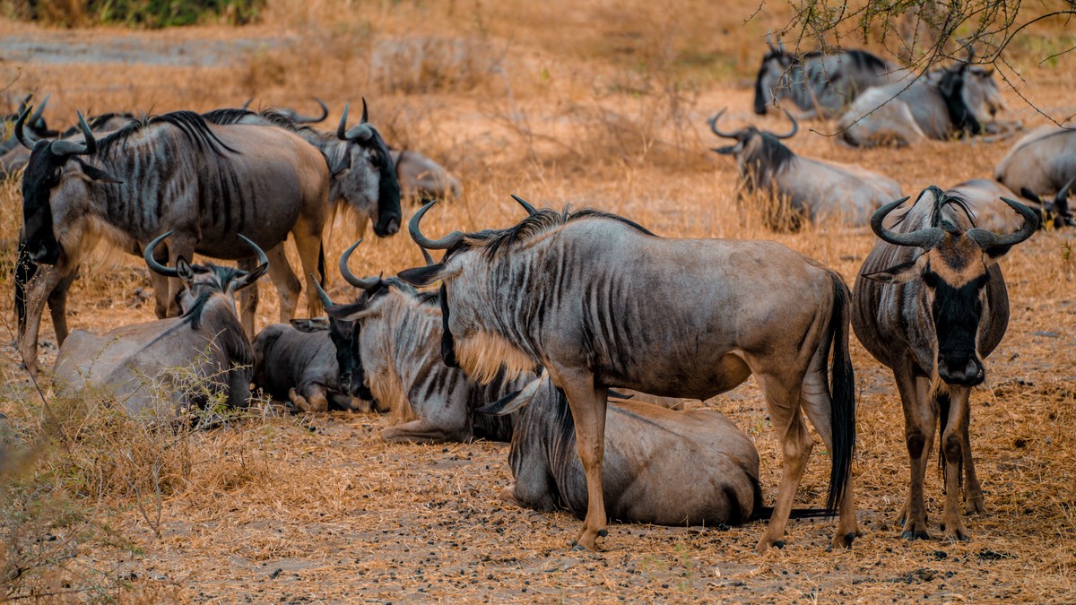 Safari Vehicle Types: Land Cruiser vs Minivan Kenya