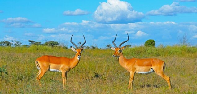 Samburu National Reserve