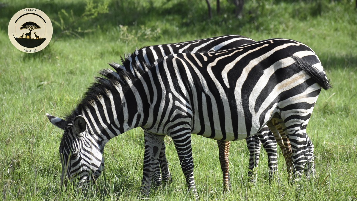 Samburu Special Five Animals Guide: Where to See Them