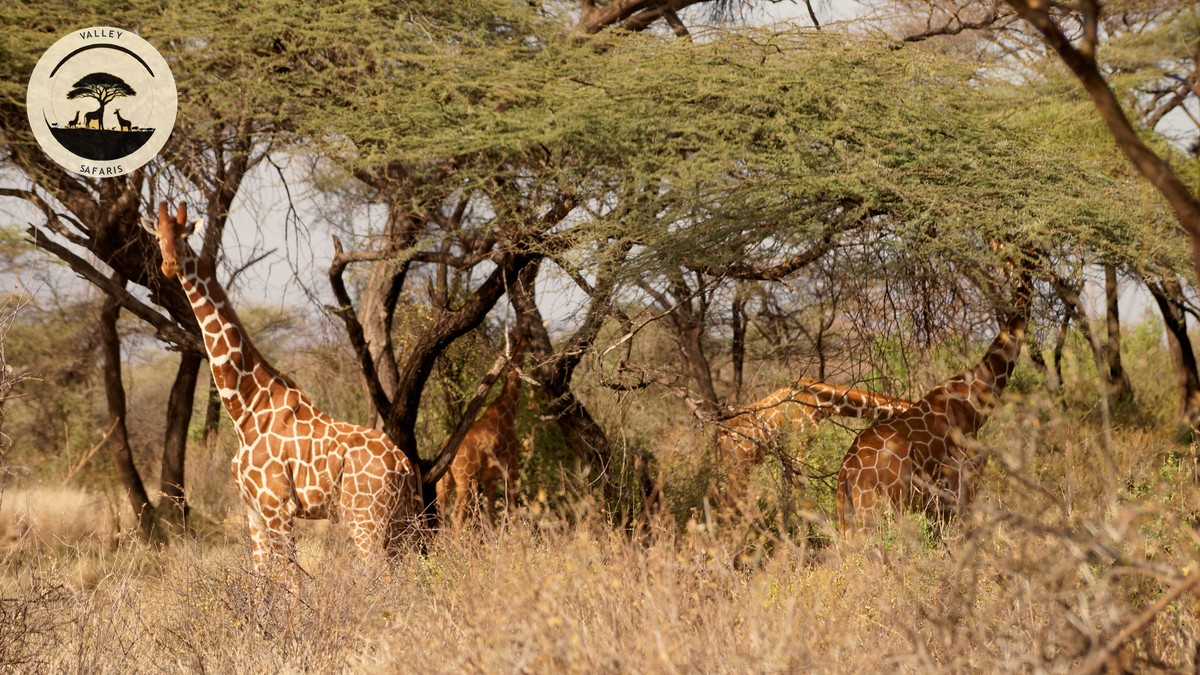 Samburu Special Five Animals Guide: Where to See Them - photo 1