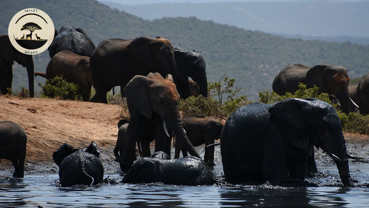 Samburu Special Five Animals Guide: Where to See Them - photo 2