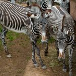 Samburu Special Five Explained: Kenya's Rare Wildlife