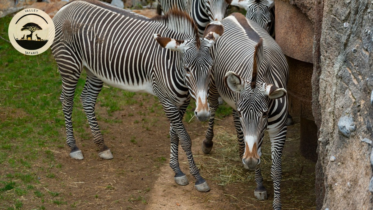 Samburu Special Five Explained: Kenya's Rare Wildlife