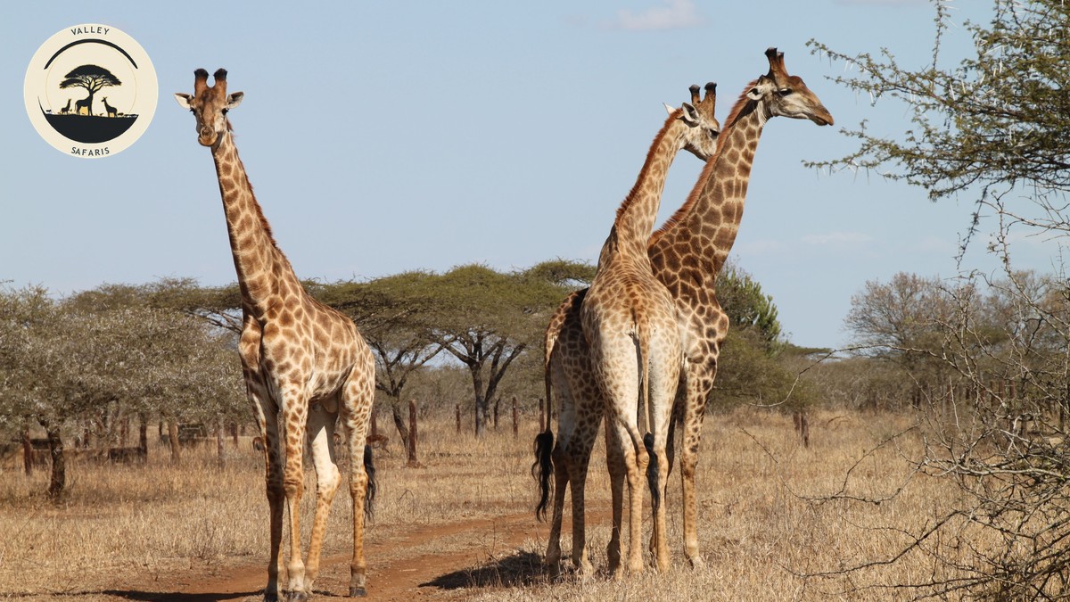 Samburu Special Five Explained: Kenya's Rare Wildlife - photo 1