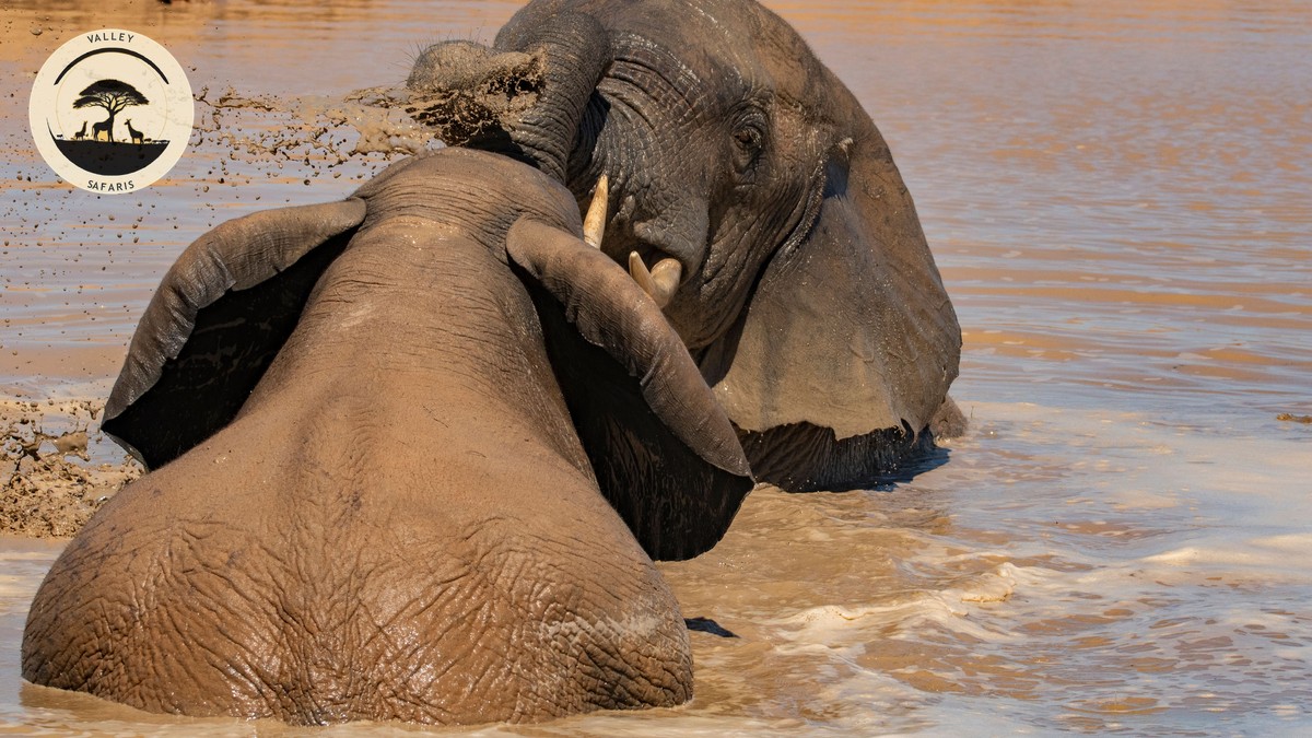 Samburu Special Five Explained: Kenya's Rare Wildlife - photo 2