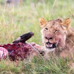 Samburu vs Masai Mara Big Cats: An Honest Comparison