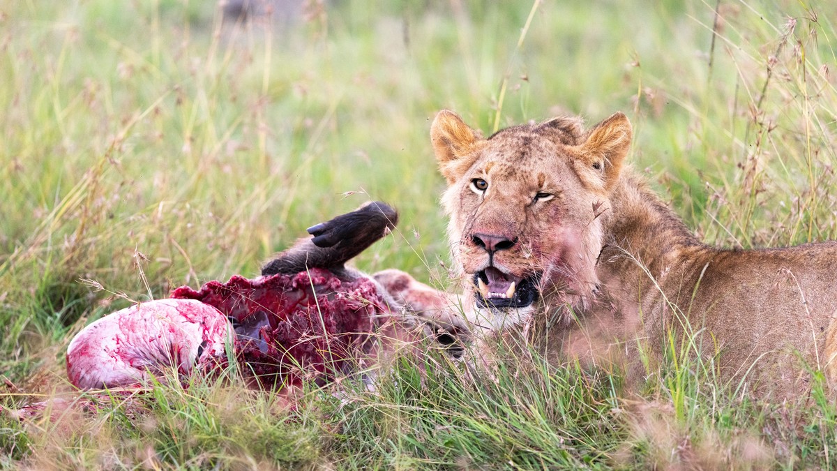 Samburu vs Masai Mara Big Cats: An Honest Comparison