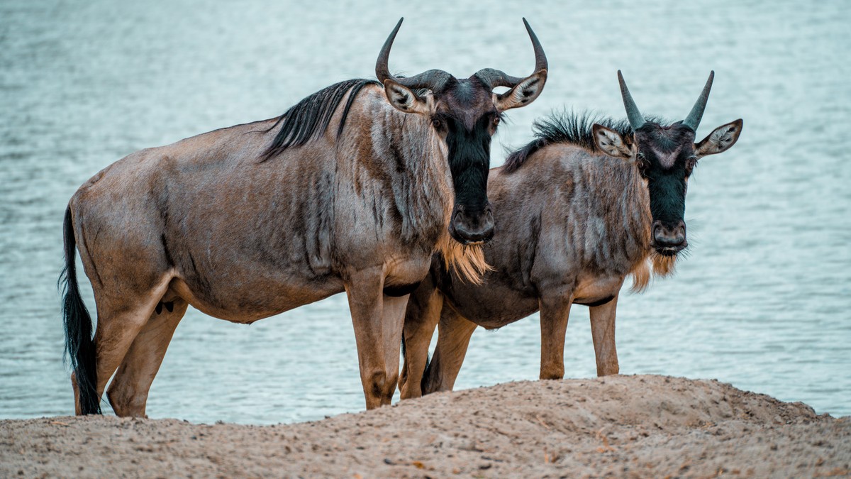 Samburu vs Masai Mara Big Cats: An Honest Comparison - photo 1