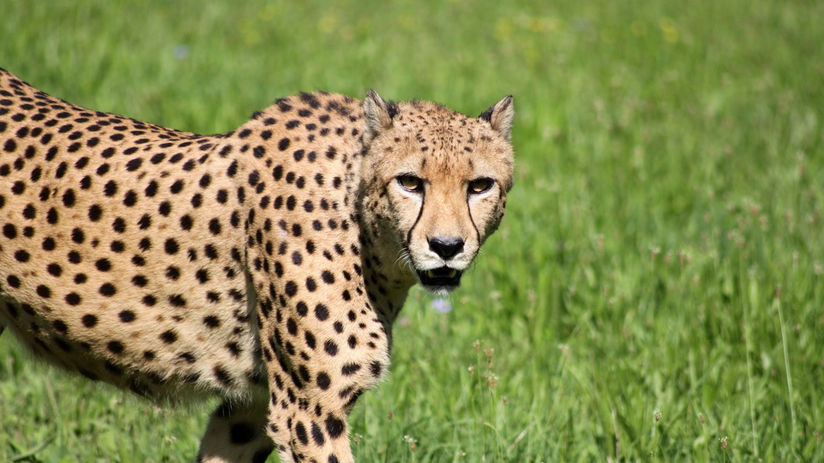 Samburu vs Masai Mara Big Cats: An Honest Comparison - photo 2