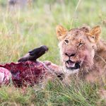 Samburu vs Masai Mara: Your First Kenya Safari Guide