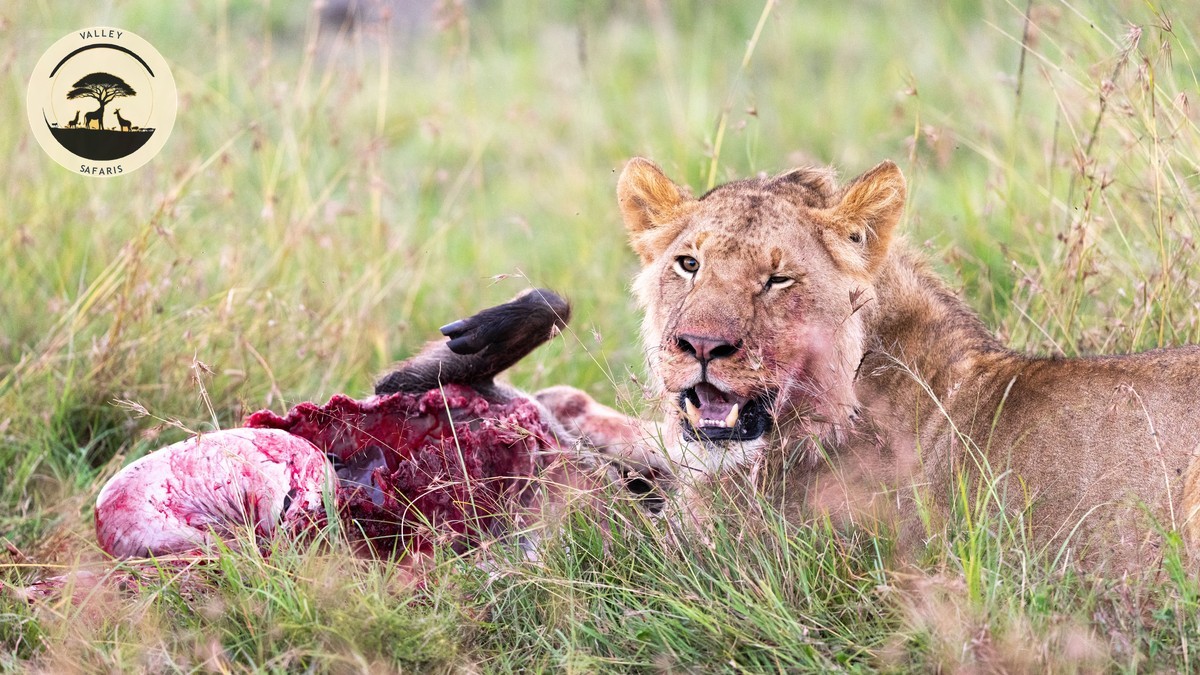 Samburu vs Masai Mara: Your First Kenya Safari Guide