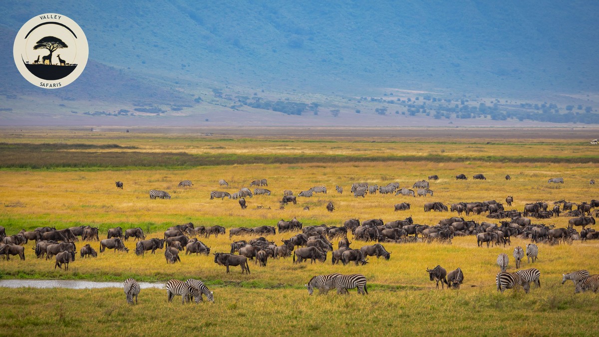 Samburu vs Masai Mara: Your First Kenya Safari Guide - photo 1