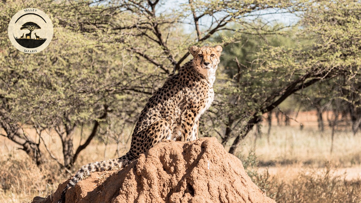 Samburu vs Masai Mara: Your First Kenya Safari Guide - photo 2
