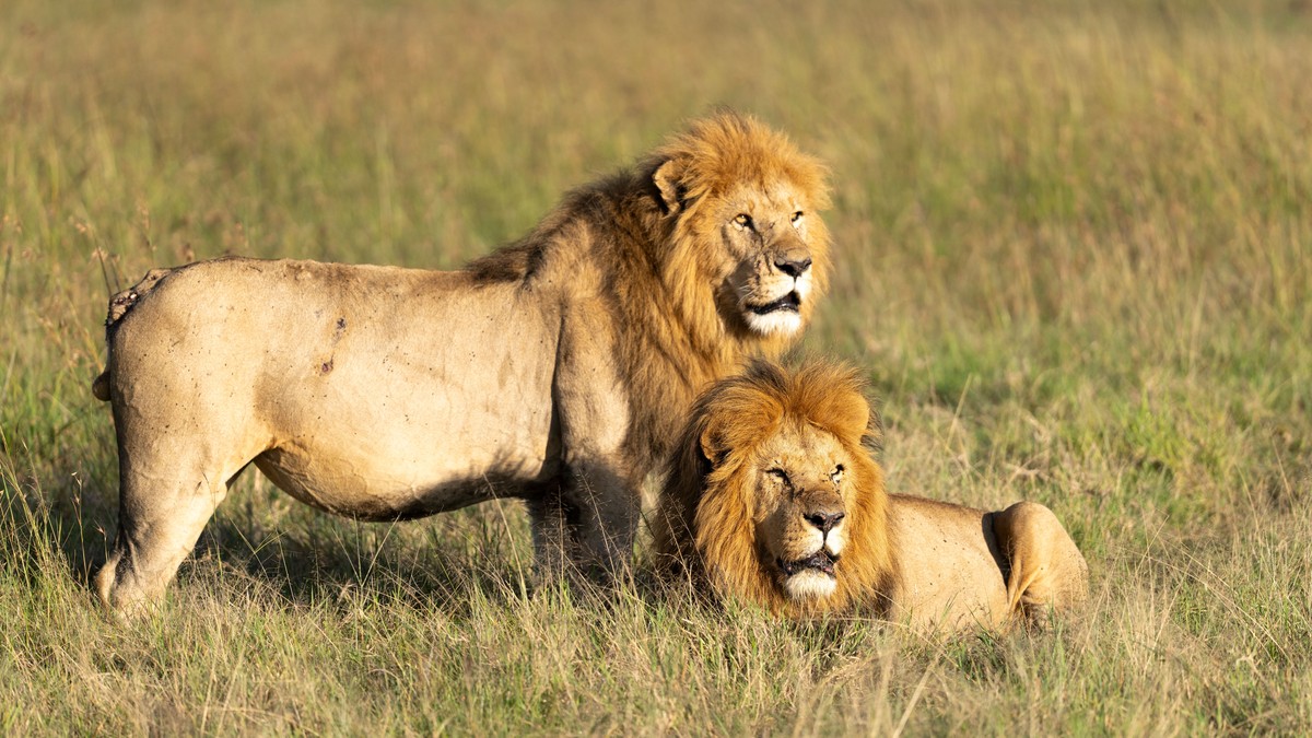 Samburu vs Masai Mara Safari: Which One to Book?