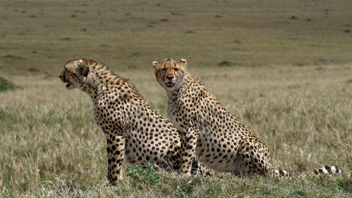 Samburu vs Masai Mara Safari: Which One to Book? - photo 2