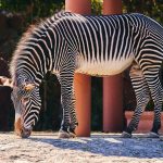Samburu vs Meru National Park: Which to Choose?
