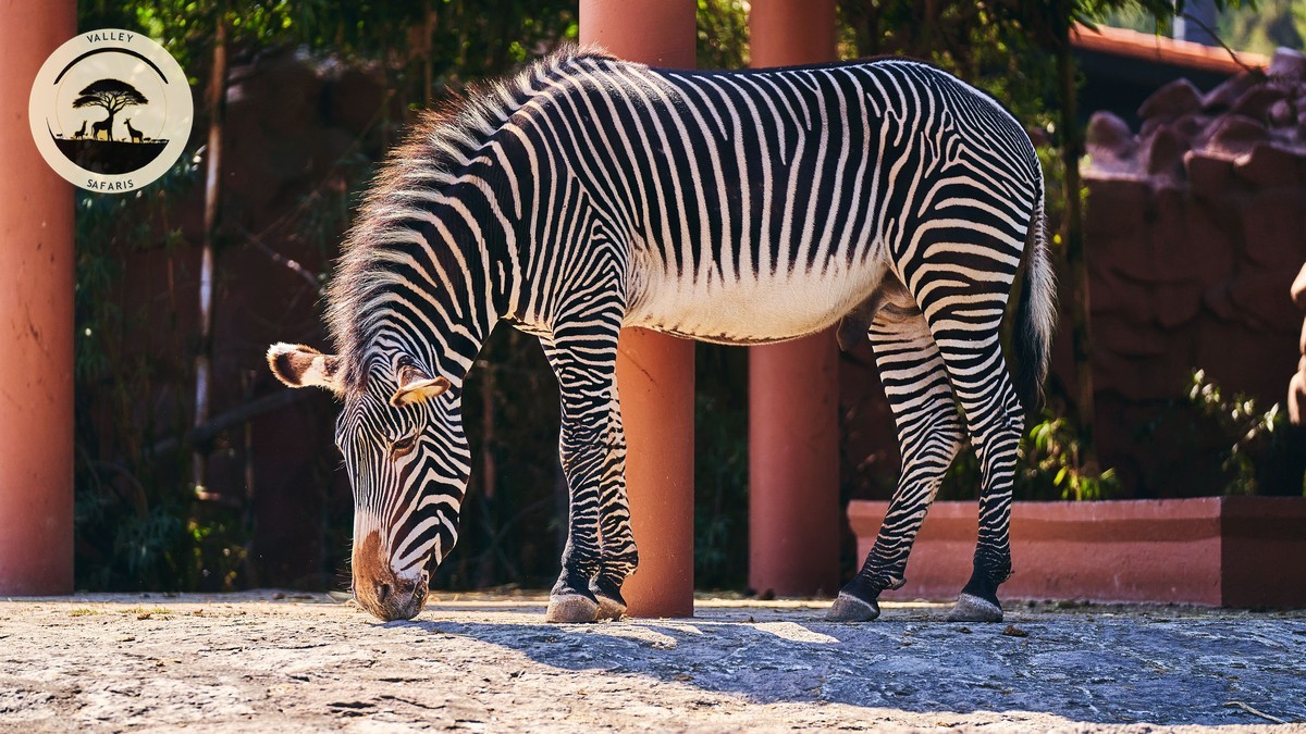 Samburu vs Meru National Park: Which to Choose?