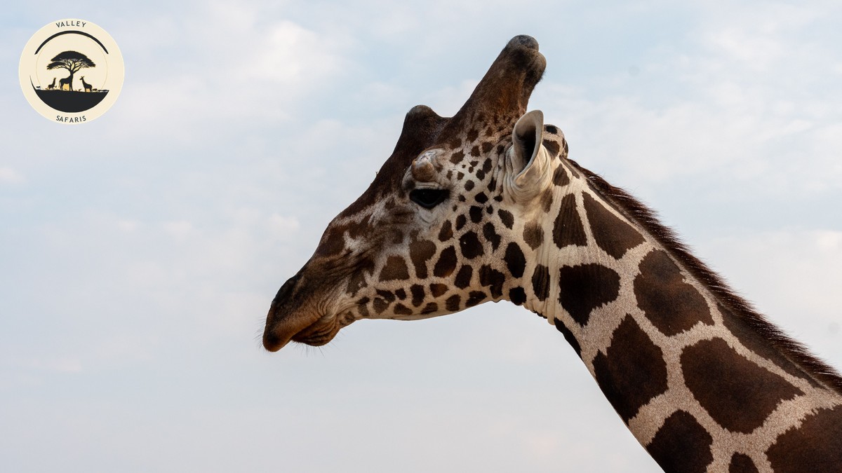 Samburu vs Meru National Park: Which to Choose? - photo 1