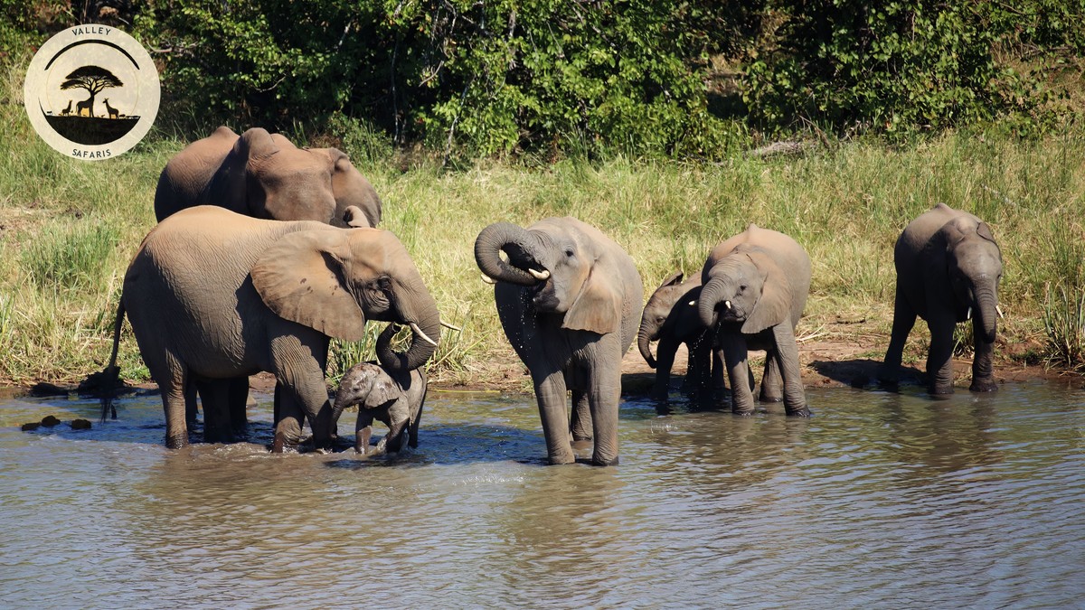 Samburu vs Meru National Park: Which to Choose? - photo 2