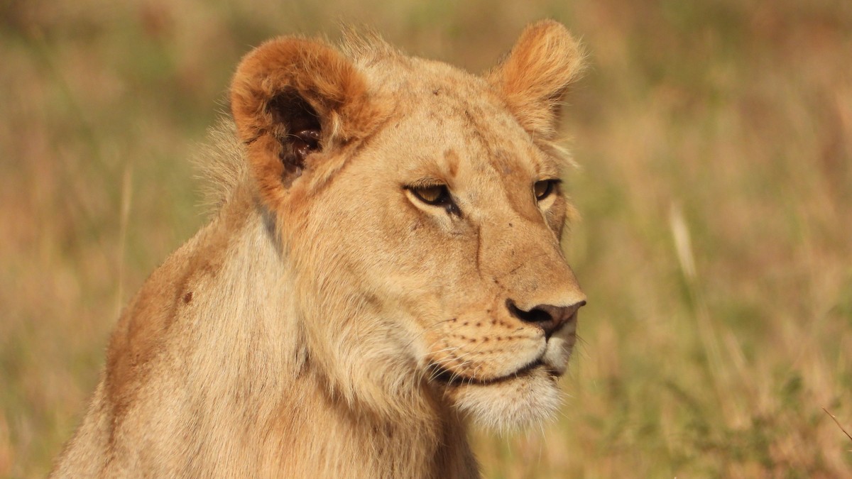 Second Kenya Safari: Where to Go After the Mara