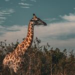 Senior Citizens Kenya Safari for Elderly Parents