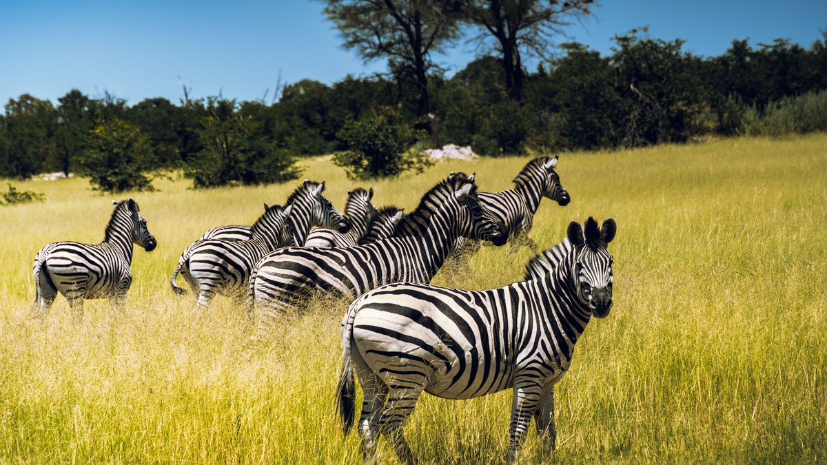 Shaba National Reserve Safari Guide 2026