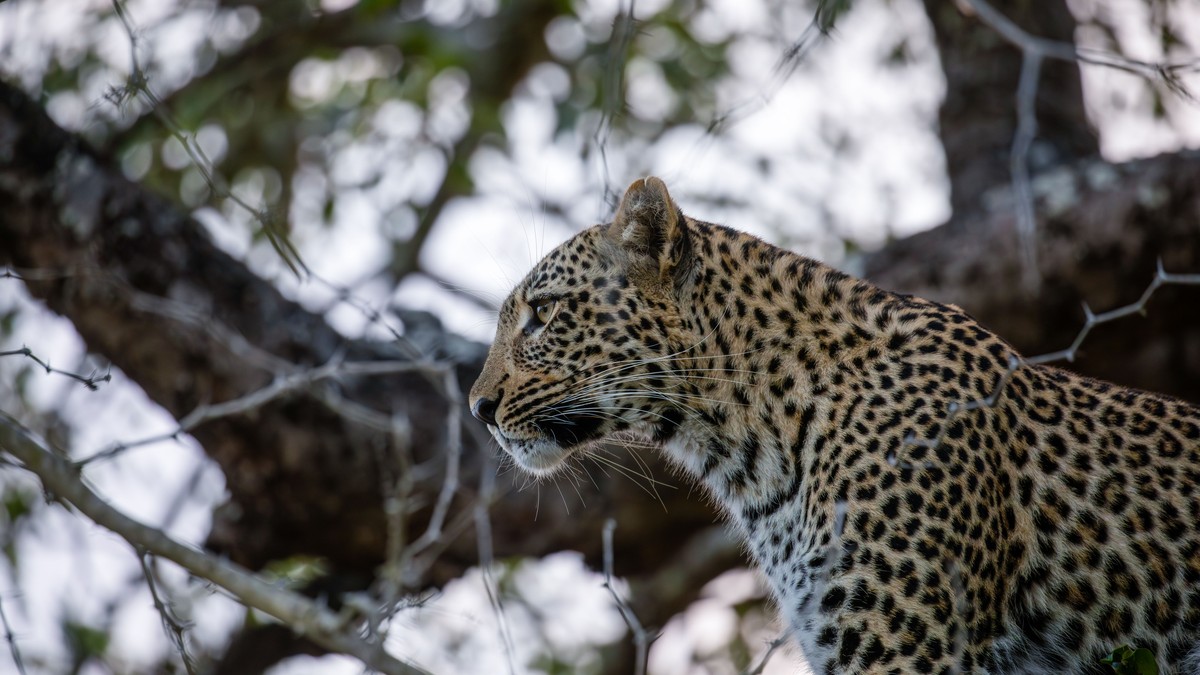 Single Parent Safari Kenya With Kids: Full Guide