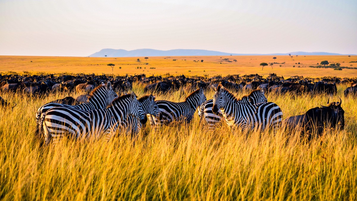 Single Parent Safari Kenya With Kids: Full Guide - photo 1