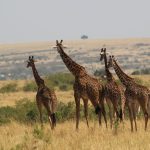 Single Supplement Cost Solo Safari Kenya: Real Prices