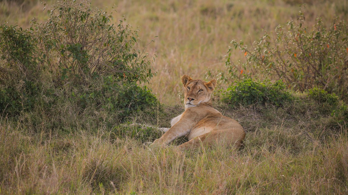 Small Bush Wedding Safari Kenya: An Honest Planning Guide