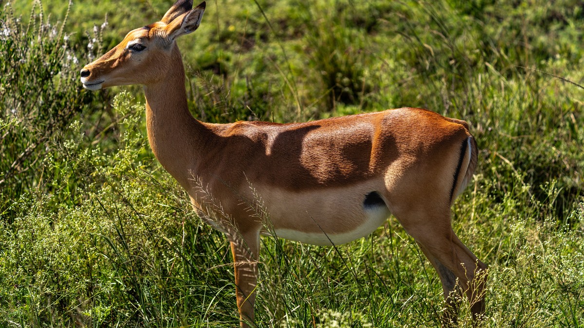 Small Bush Wedding Safari Kenya: An Honest Planning Guide - photo 2