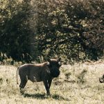 Small Plane Luggage Weight Limits: Safari Packing Guide