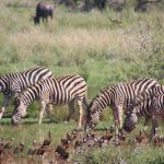 Snakes on Safari: How Common Are Encounters, Really?