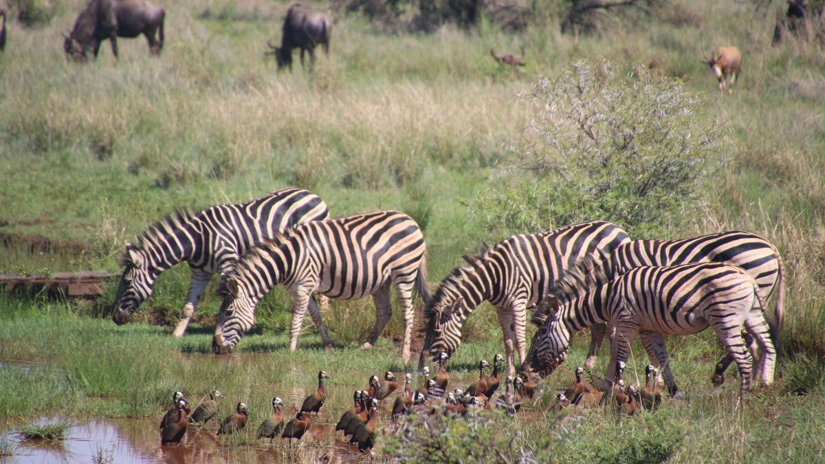 Snakes on Safari: How Common Are Encounters, Really?