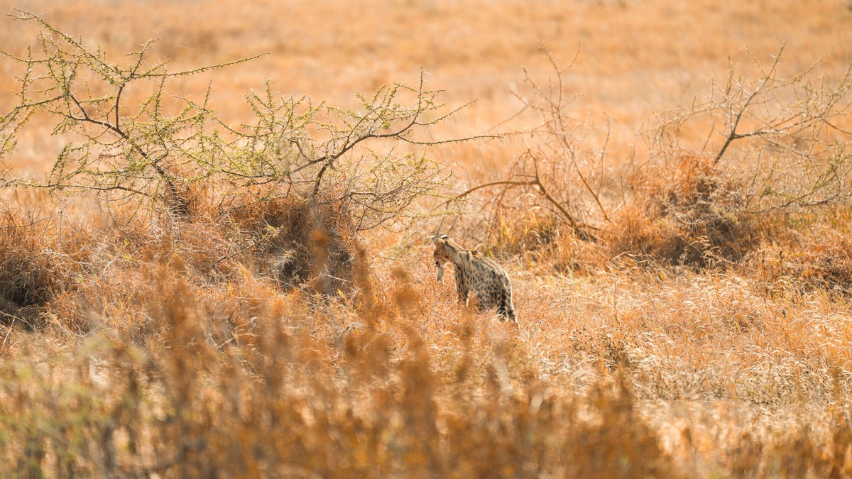 Snakes on Safari: How Common Are Encounters, Really? - photo 1