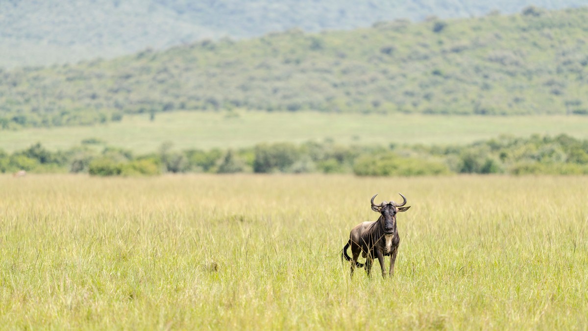 Snakes on Safari: How Common Are Encounters, Really? - photo 2