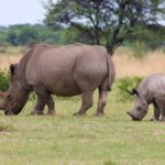 Solio Ranch: Laikipia's Quiet Rhino Sanctuary Guide