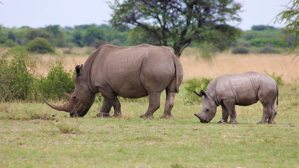 Solio Ranch: Laikipia's Quiet Rhino Sanctuary Guide